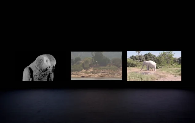 วันทนีย์ ศิริพัฒนานันทกูร (ไทย)
**Making the Unknown Known, 2563-2565**
วิดีโอจัดวาง 3 จอ, เสียงสเตอริโอ
15’20”
