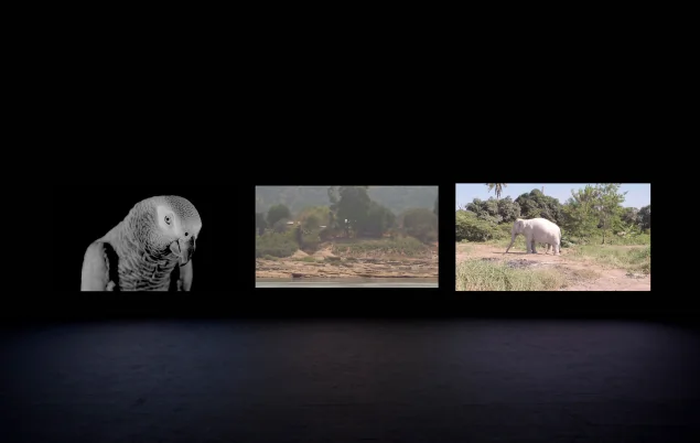 "Wantanee Siripattananuntakul (Thailand)
Making the Unknown Known, 2020-2022
Three-channel video installation, stereo
15’20”"